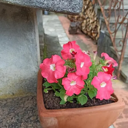 Le Cicale E La Formica