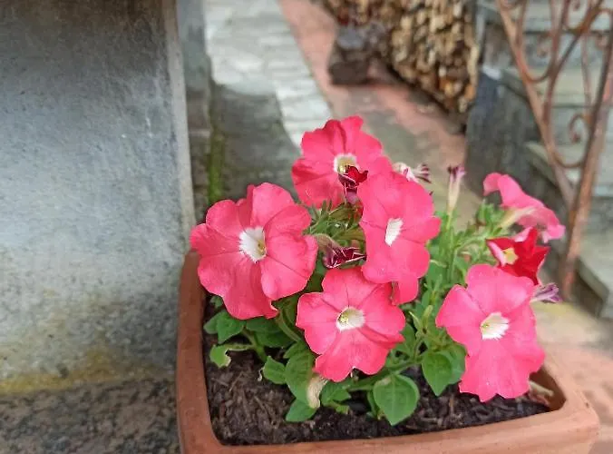 Le Cicale E La Formica